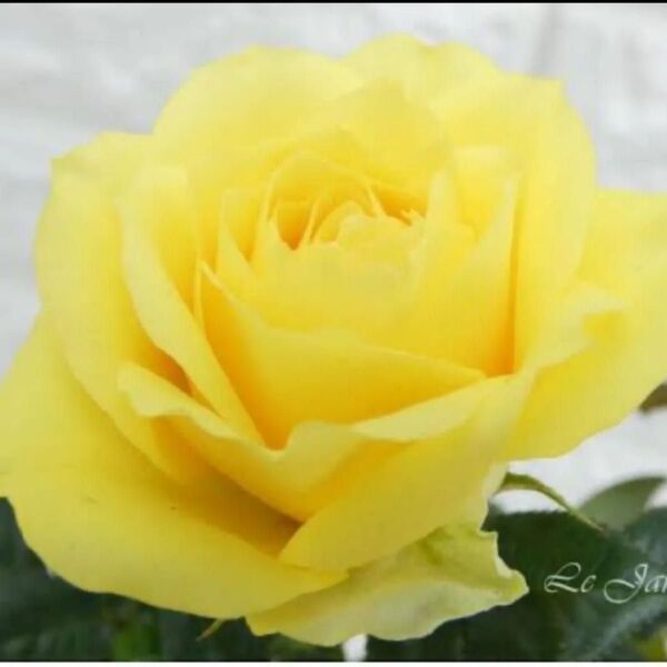 株分け薔薇苗 土付き抜き苗