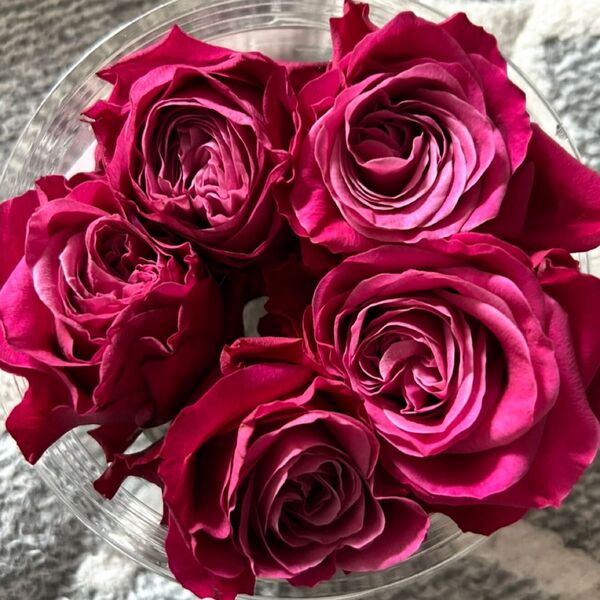 薔薇苗 切り花品種 チビ苗 挿し木苗 土付き抜き苗
