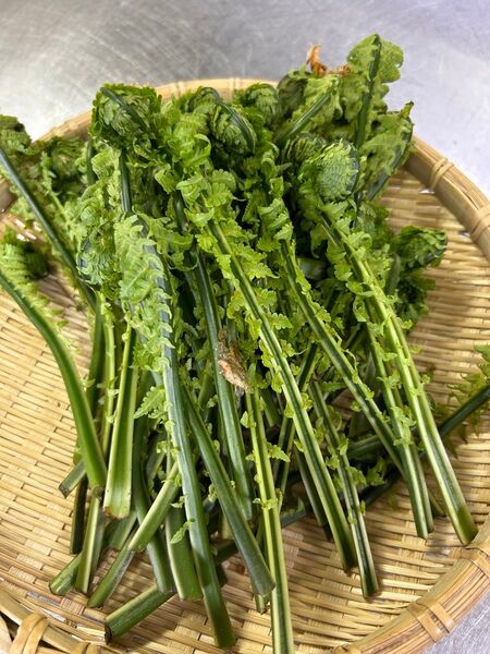 限定3箱 新鮮天然こごみ 500g