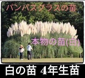 【4年生】白の苗【正規品】大型のパンパスグラスの苗/激レア/70センチの穂が凄い ドライフラワーにも