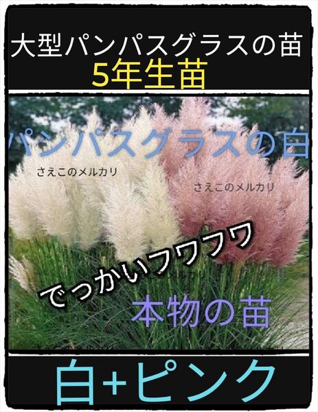 5年生苗■白+ピンクの苗/正規品■大型のパンパスグラスの苗/激レア/70センチの穂が凄い