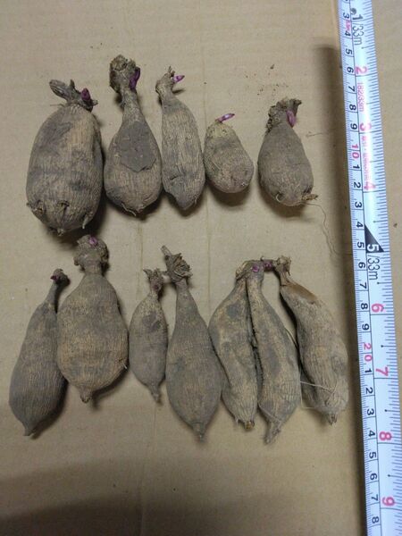 ダリア 発芽球根11球