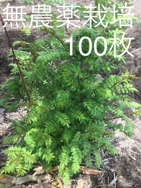 山椒の葉 100枚【無農薬栽培】