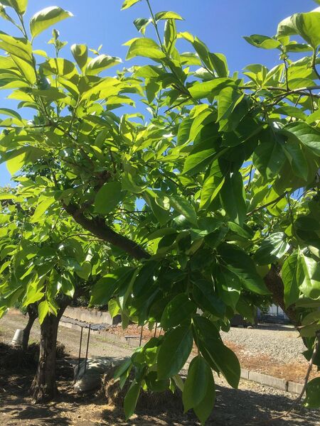 柿の葉 100枚【無農薬栽培】