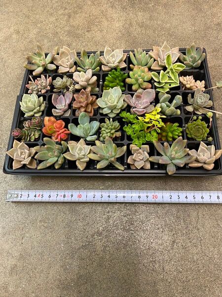 多肉植物寄せ植えセット苗