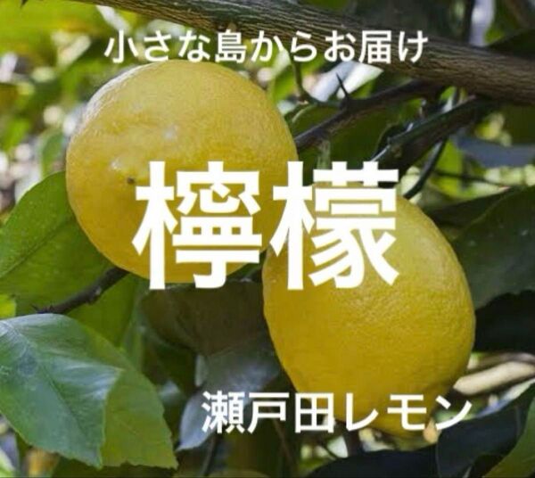国産瀬戸田レモン