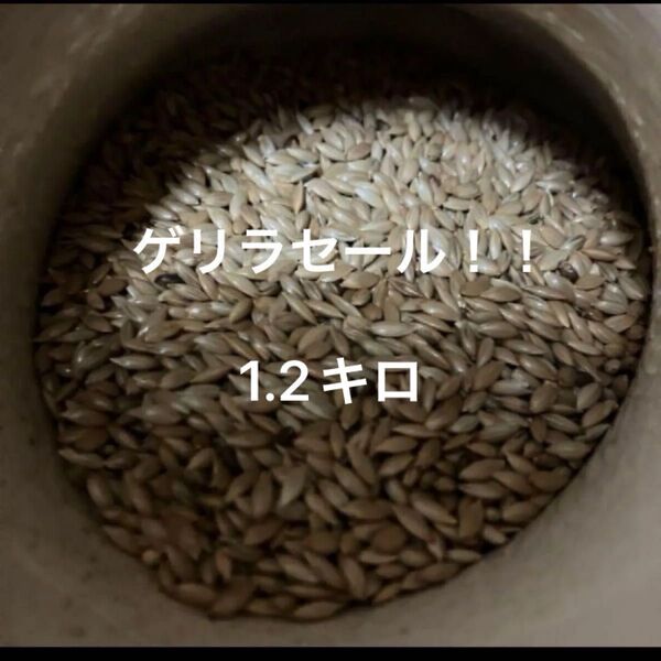 カナリーシード カナリアシード 鳥の餌