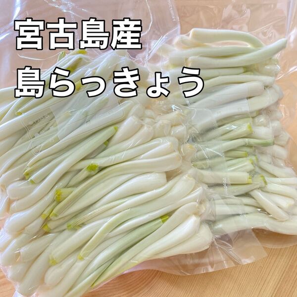 大好評!島らっきょう 500グラム