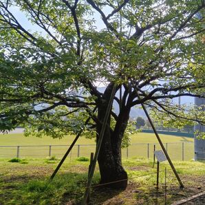土肥桜(トイザクラ) 原木種子10粒