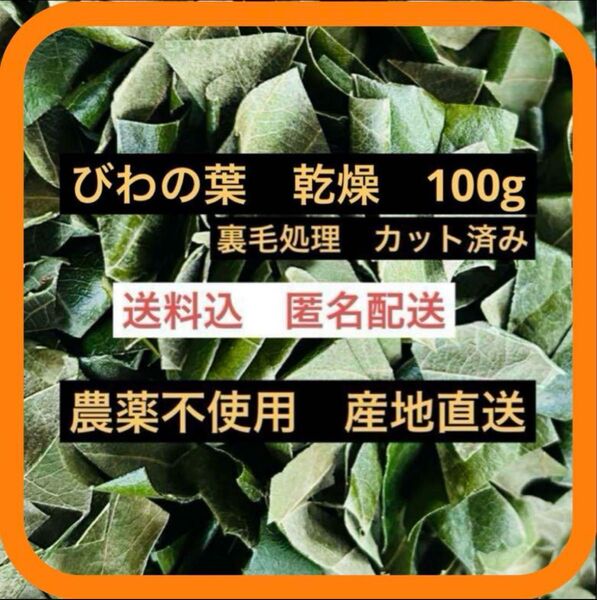 100g びわの葉 枇杷の葉カット裏毛処理済 農薬不使用 産地直送 茶 ペット エサ びわ茶