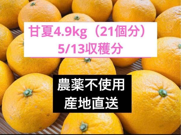ラスト〈農薬不使用〉本日5/13収穫 甘夏4.9kg(21個分)サイズ混合 産地直送