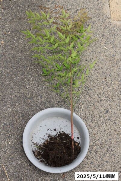 南天 抜き苗 大サイズ45cm