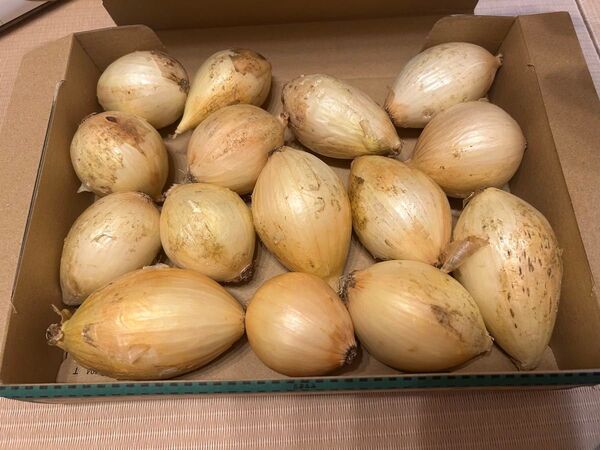 玉ねぎ 小ぶり15個 Sサイズ
