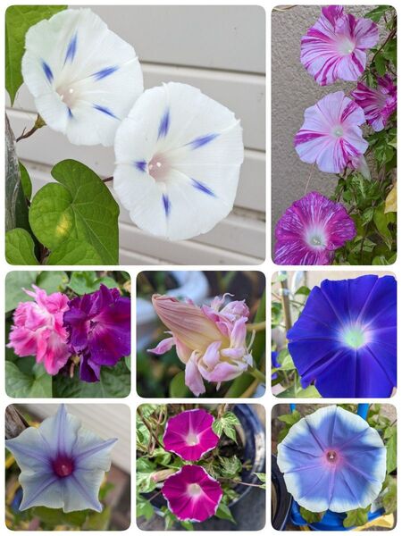 朝顔の種 いろいろ128粒+オマケ黄花コスモス