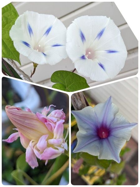朝顔の種 3種類セット (白30粒 ピンク30粒 水色星型朝顔5粒) おまけ付き