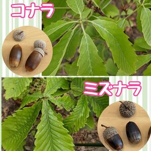 コナラ ミズナラ セット どんぐり苗 実生苗(3年目)