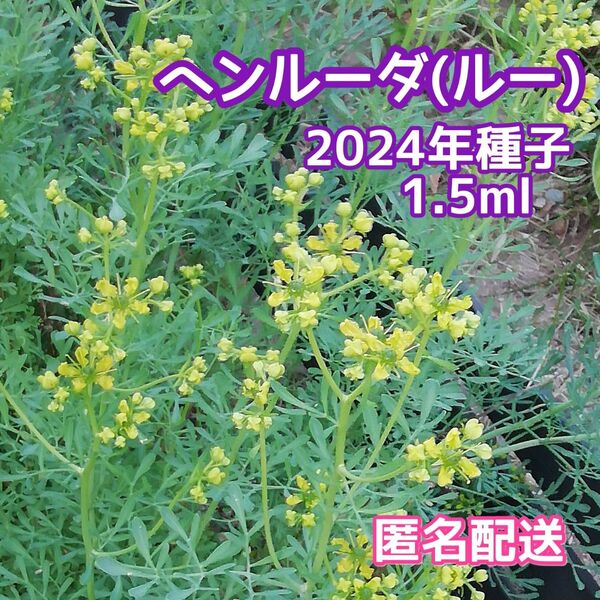 ヘンルーダ (ルー) の種 2024年採種 約 1.5 ml