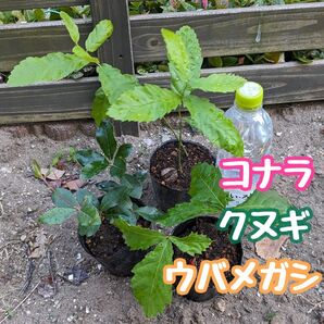 コナラ・クヌギ・ウバメガシ どんぐり実生苗セット