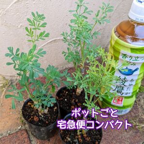 ヘンルーダ(ルー)挿し木苗 3ポット 宅急便コンパクト