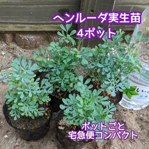 ヘンルーダ(ルー)実生苗 4ポット ポットごと宅急便コンパクト 種子プレゼント