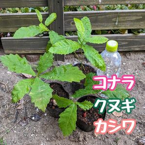 コナラ・クヌギ・カシワ どんぐり実生苗セット