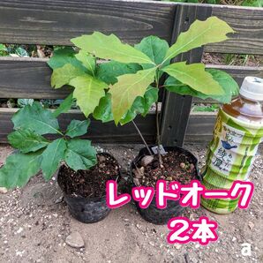 レッドオーク 2本 どんぐり苗