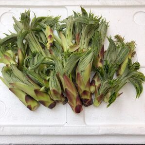 岩手雫石町産 天然 無農薬 ハリキリ はりきり 300g
