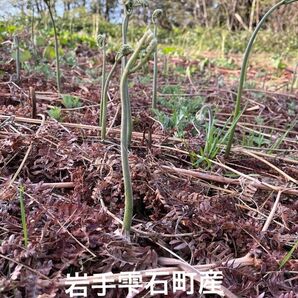 岩手雫石町産 天然 無農薬 里山わらび 3kg