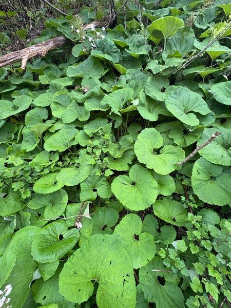 岩手雫石町産 天然 無農薬 お山の蕗(フキ)5kg ふき