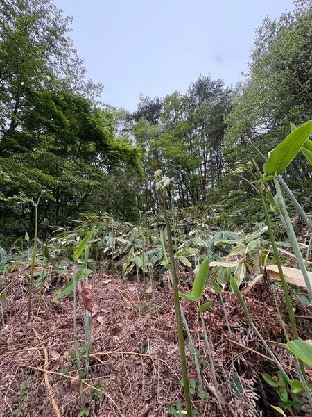 岩手雫石町産 天然 無農薬 里山わらび 3kg