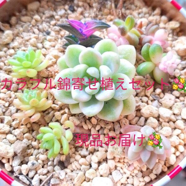カラフル錦寄せ植えセット 韓国苗 多肉植物