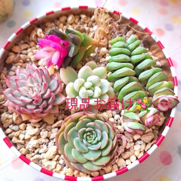 カラフル寄せ植えセット 韓国苗 多肉植物