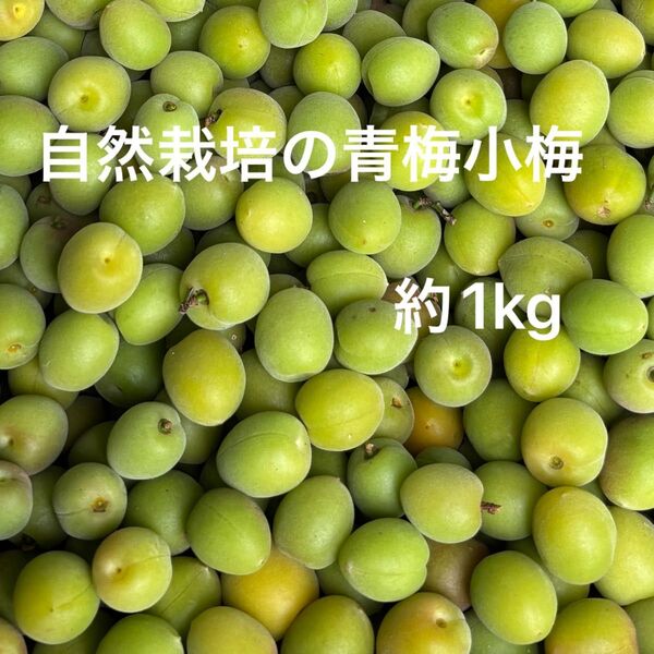 自然栽培の青梅小梅 約1kg 無農薬栽培