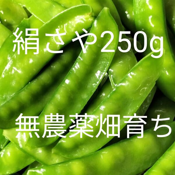 さやえんどう豆 250g鮮度保持袋入りネコポス 無農薬畑育ち 自然のまま育てています