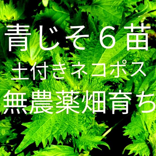 青じそ苗 大葉苗 6苗 土付 鮮度保持袋に入れてネコポス発送 無農薬畑育ち 自然のまま育てています