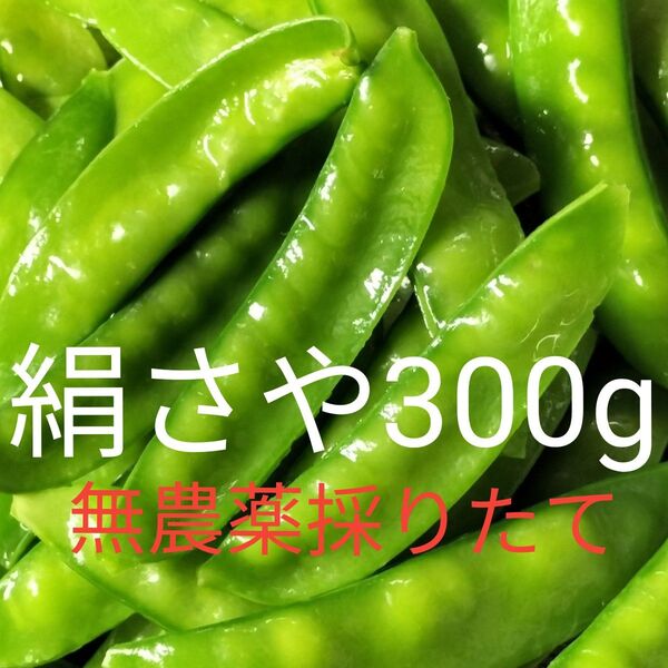 えんどう豆 さやえんどう豆300g 鮮度保持袋入り ネコポス 新鮮採りたて 完全無農薬畑育ち 自然のまま育てています 絹さや