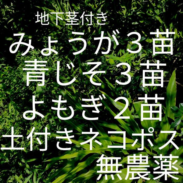 地下茎付きみょうが3苗 青じそ3苗 よもぎ2苗土付きネコポス『鮮度保持袋』入リ 無農薬畑育ち きれいな空気で自然のまま育てています