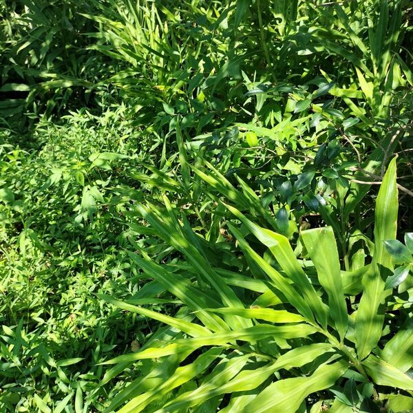 地下茎付きみょうが4苗 青じそ3苗 『 鮮度保持袋入り』 土付きネコポス 無農薬畑育ち きれいな空気で自然のまま育てています