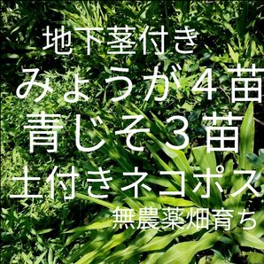 地下茎付きみょうが4苗 青じそ3苗 『 鮮度保持袋入り』 土付きネコポス 無農薬畑育ち きれいな空気で自然のまま育てています