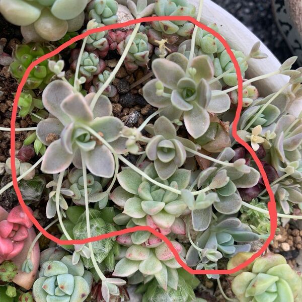 子持ち蓮華錦 抜き苗 多肉植物