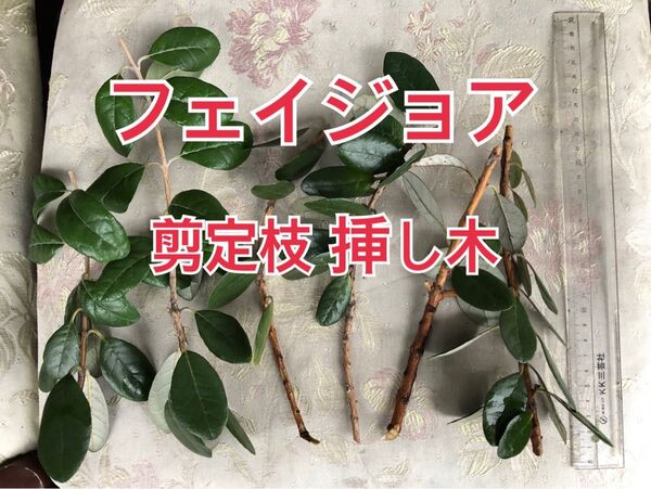 フェイジョア 挿し木 剪定枝