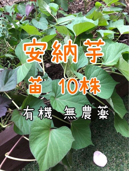 安納芋 苗 有機無農薬