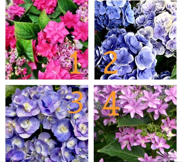 ★限定 紫陽花 挿し穂 アジサイ 各種2 計8本セット 挿し木★