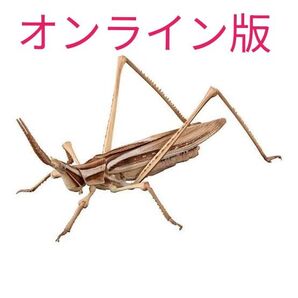 ショウリョウバッタ(褐色型)オンライン版