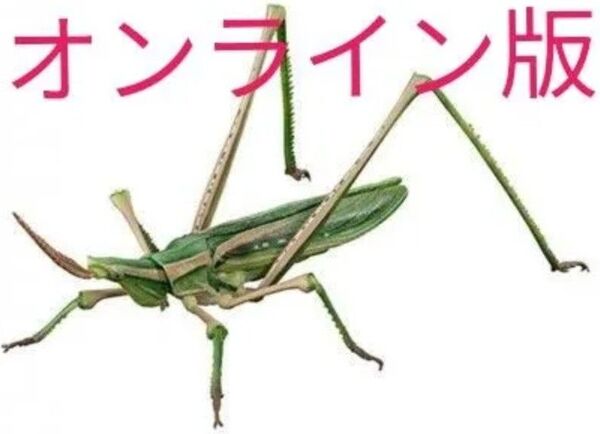 ショウリョウバッタ(緑色型)オンライン版