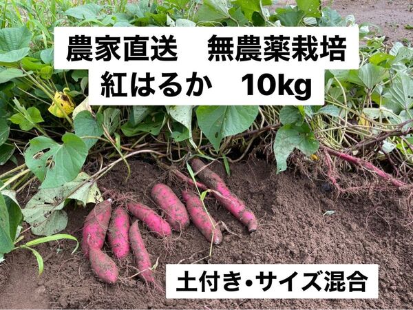 農家直送 無農薬栽培 紅はるか10kg 土付き 大きさ混合
