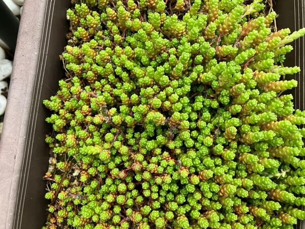 多肉植物 セダム ステフコ100本プラスアルファ,おまけルビーネックレス大20cm 花芽付き 4/25撮影 摘みたてをお届けします