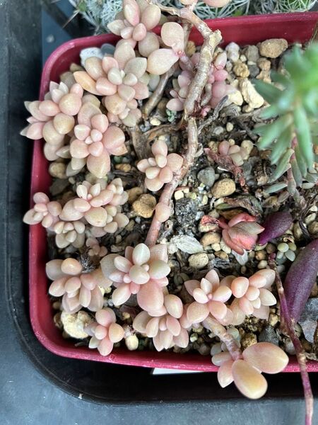 多肉植物 姫秀麗群衆 根付き抜き苗 5\\13撮影 可愛いピンク色です。寄せ植えに如何ですか?写真全て