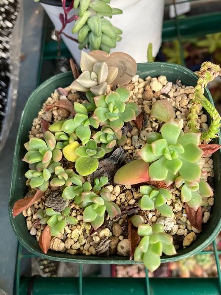 多肉植物 マッコス 根付き抜き苗 5\\13撮影 葉挿しから大きくなりました。写真全て