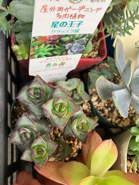 多肉植物 クラッスラ 星の王子5本 根付き抜き苗 5\\13撮影 寄せ植えにと如何ですか?